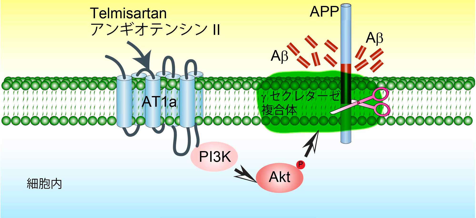 アンギオテンシン受容体およびその阻害薬がAβの賛成を制御する