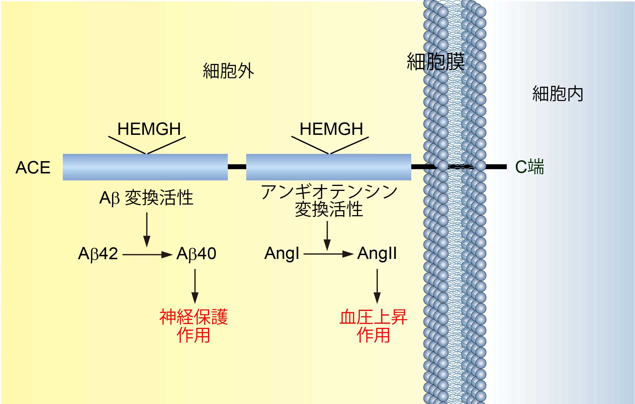 ACEの血圧制御機能とAβ変換機能は異なる活性ドメインに存在する